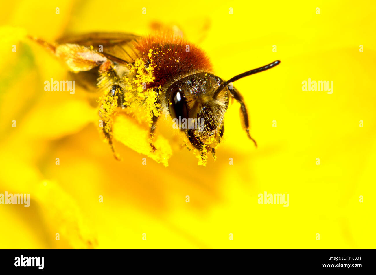 Gemeinsamen Honigbiene (Apis Melifera) bedeckt Pollen Kent, England, April Stockfoto