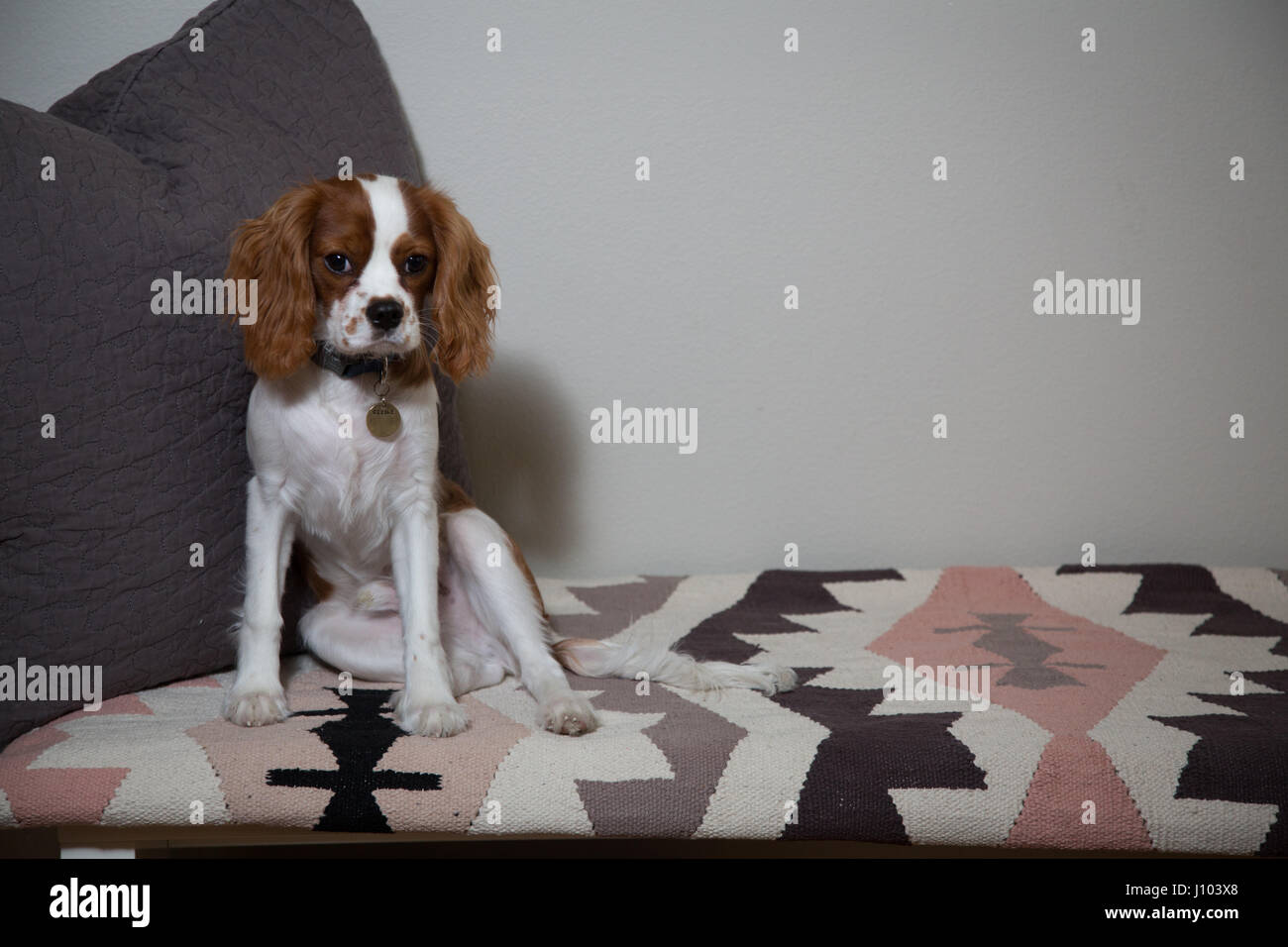 Ein Cavalier King Charles Spaniel sitzen auf einem Teppich, neben einer Auswahl an Kissen Stockfoto