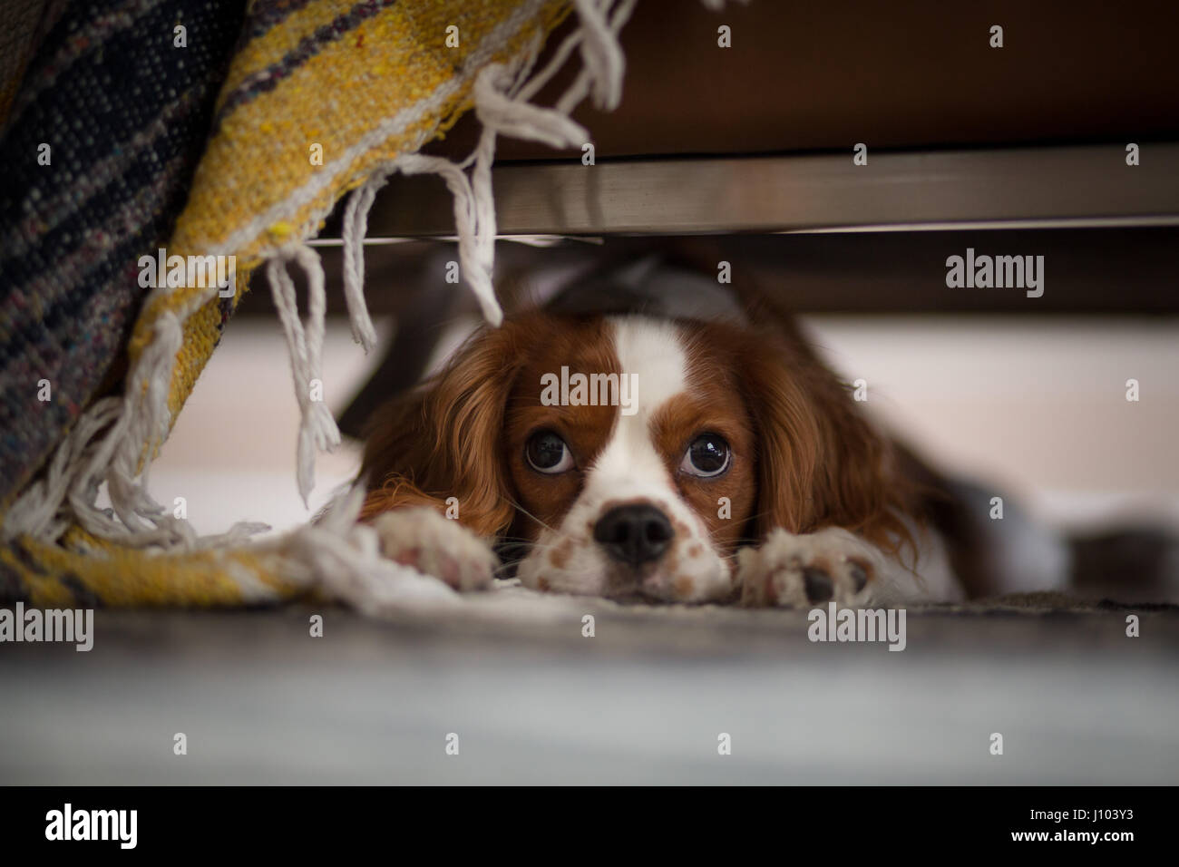 Ein Cavalier King Charles Spaniel unter einer Couch entspannen Stockfoto