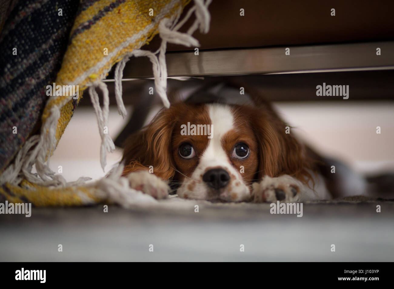 Ein Cavalier King Charles Spaniel versteckt unter einem Sofa, hinter einer Decke Stockfoto