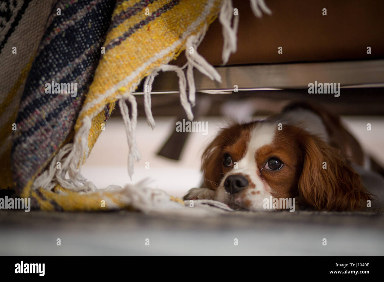 Ein Cavalier King Charles Spaniel unter einer Couch entspannen Stockfoto