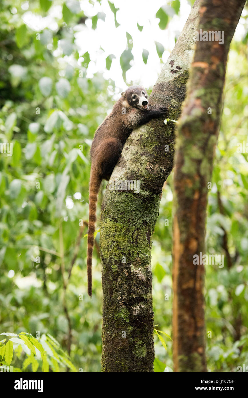 Nasenbär Stockfoto