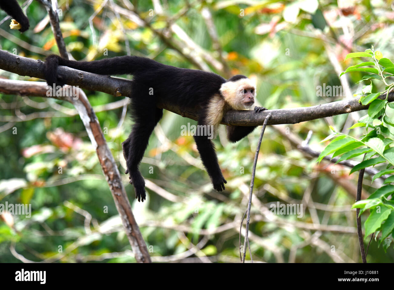 Kapuziner in Costa Rica Stockfoto