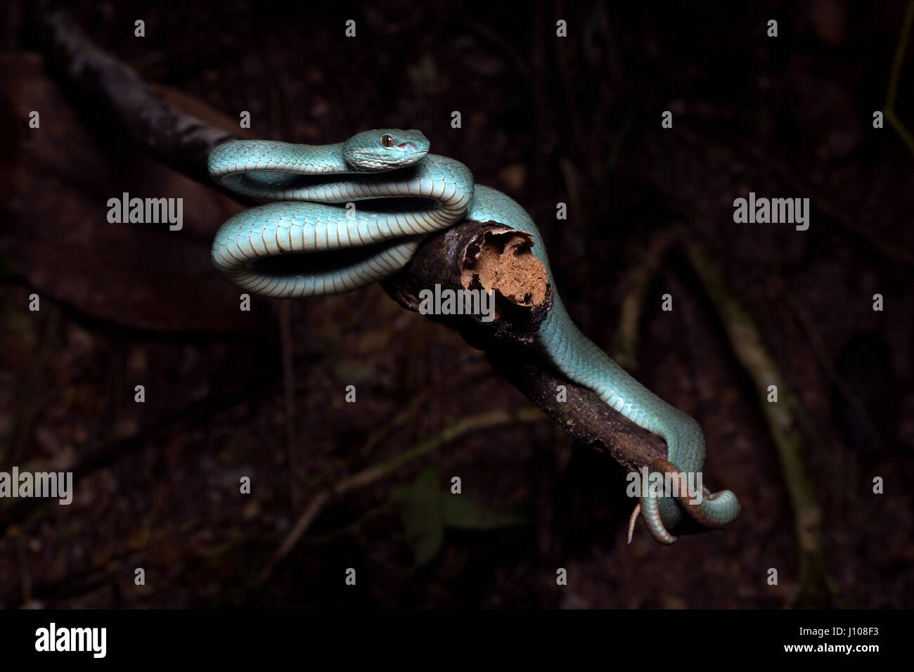 Sunda-Insel Grubenotter Stockfoto