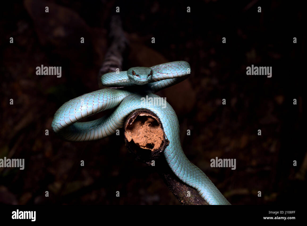 Sunda-Insel Grubenotter Stockfoto
