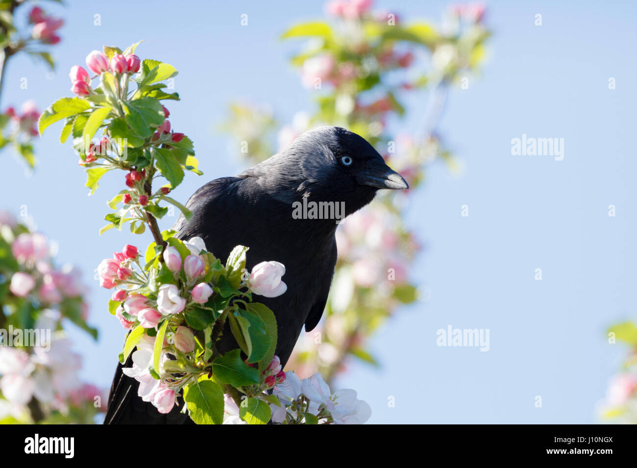 18 Apr, 2017. UK Wetter. Eine Dohle (Corvus monedula) sitzt unter der Blüte von einem Apfelbaum an einem sonnigen Morgen im East Sussex, UK Credit: Ed Brown/Alamy leben Nachrichten Stockfoto