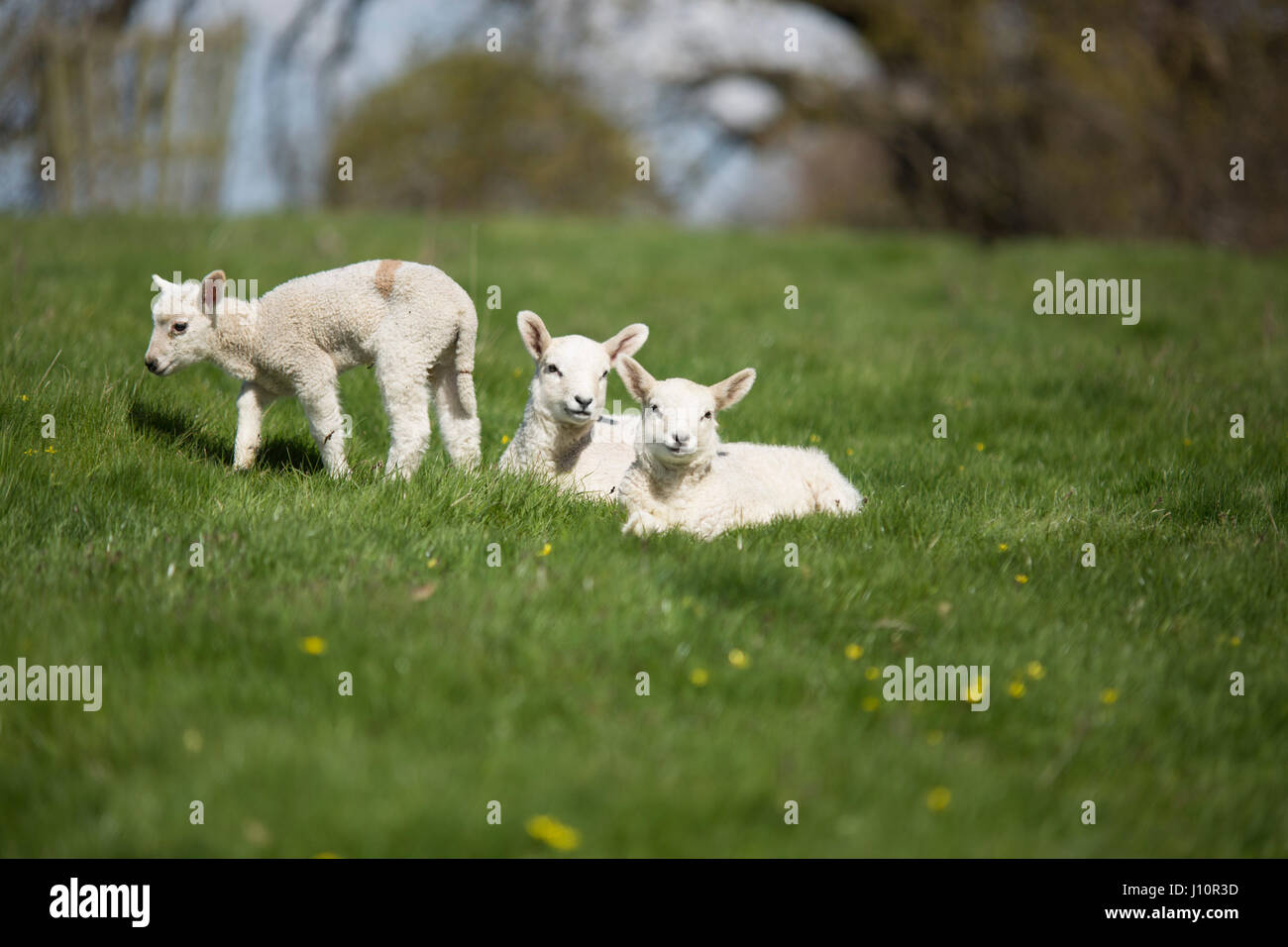 Chirk, Wales, UK. 18. April 2017. Blauer Himmel und Sonnenschein für Frühjahr Lämmer in einem Feld in Chirk, Wales, heute leben (Dienstag, 18. April 2017) Chris Bull /Alamy News. Stockfoto