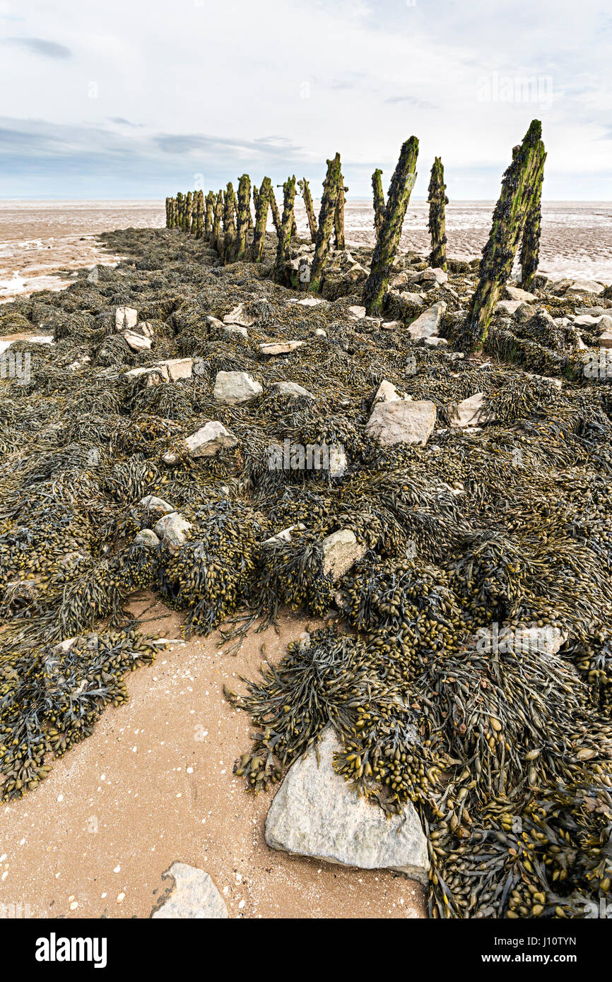 Erodiert verrottendem Holz aus alten Pilings benutzt für Lachs und Elver Pucher Reusen bei Goldcliff auf den Ebenen Gwent, Wales, UK Stockfoto