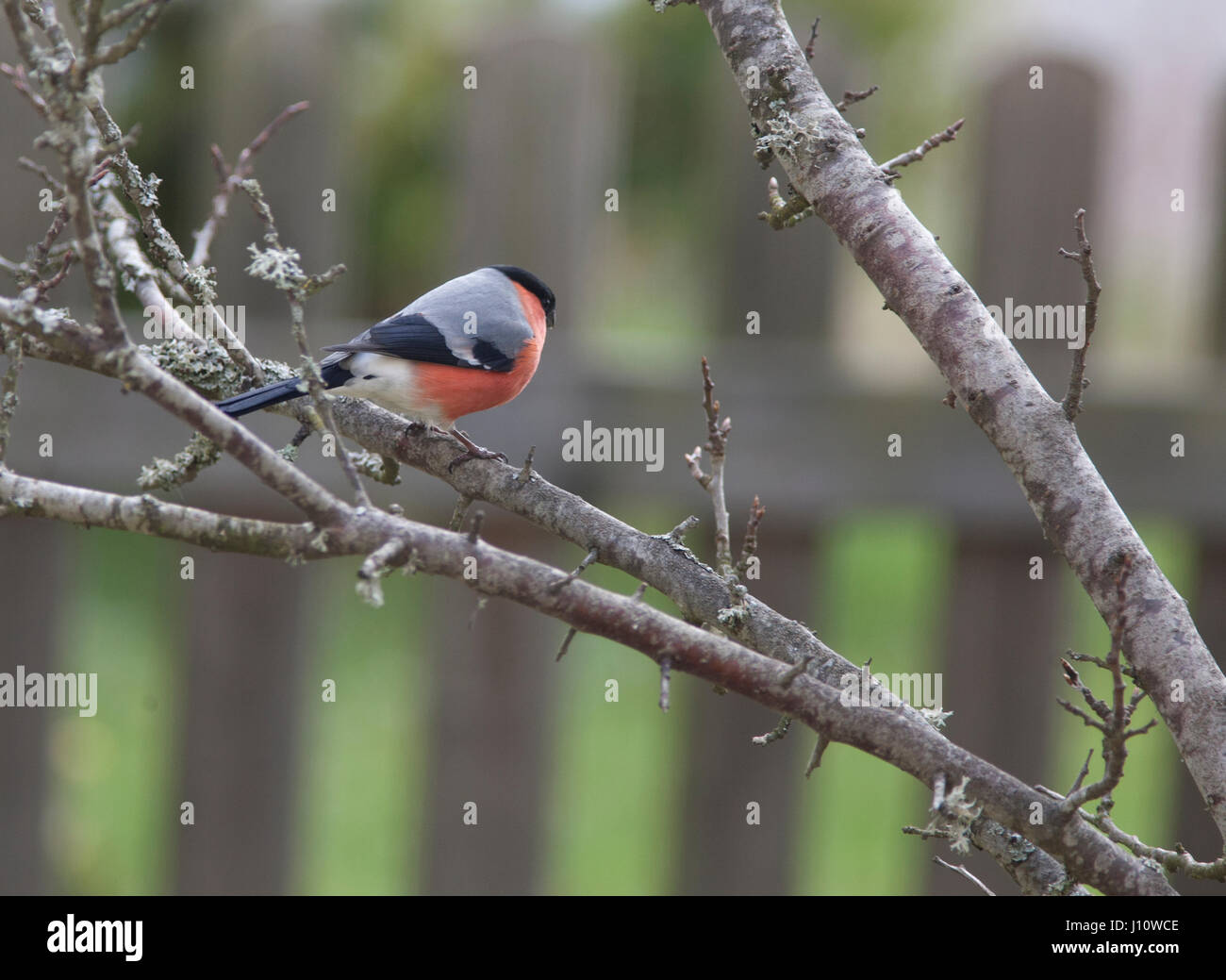 Gimpel in einem garten Fotos und Bildmaterial in hoher Auflösung Alamy
