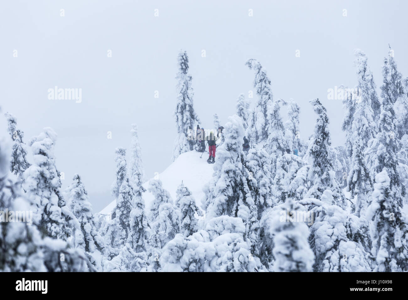 Menschen, Schneeschuhwandern im Winterlandschaft mit Bäumen bedeckt mit Tykkylumi (Krone Schneelast) in Nationalpark Koli, Finnland Stockfoto