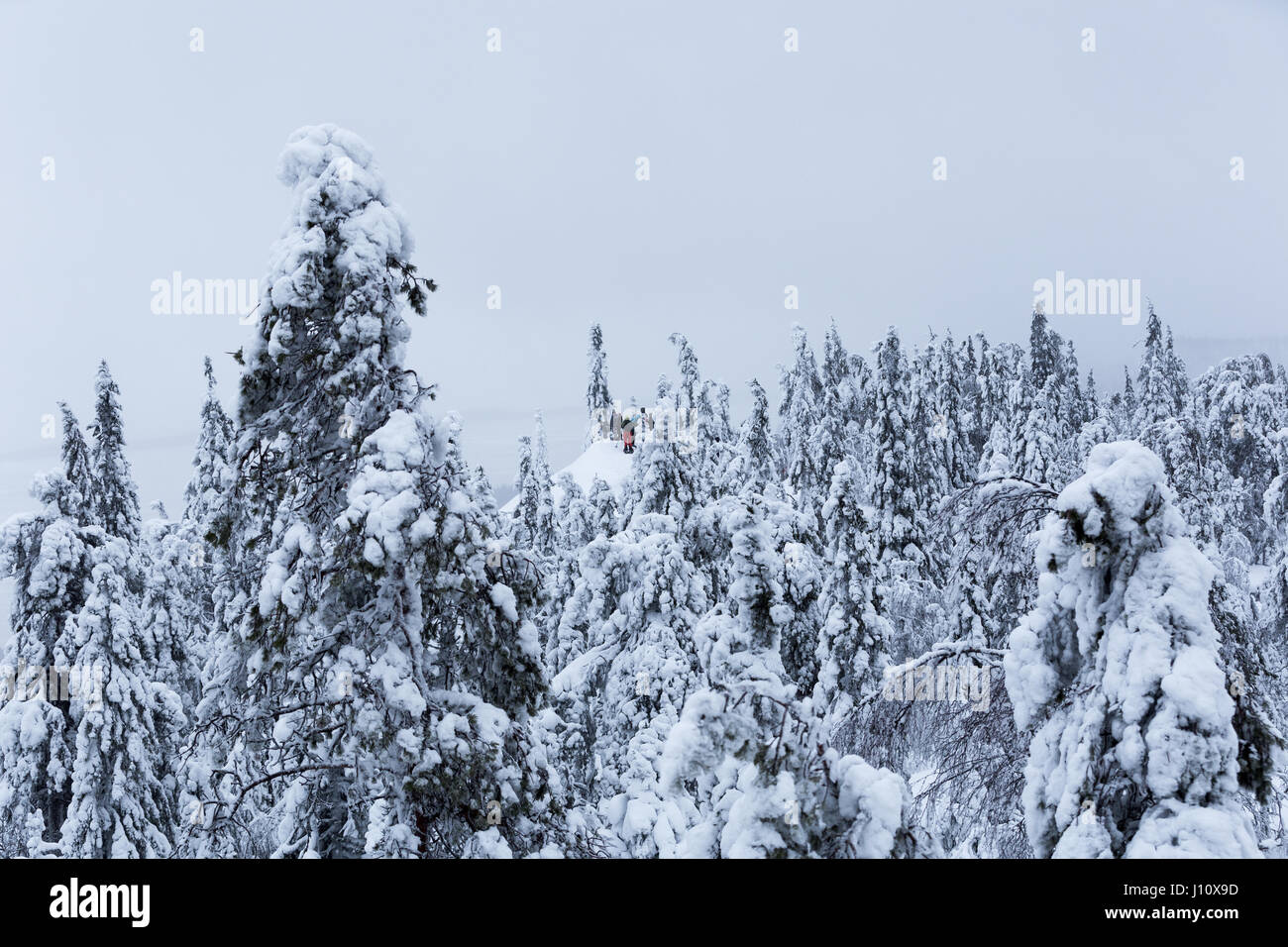 Menschen, Schneeschuhwandern im Winterlandschaft mit Bäumen bedeckt mit Tykkylumi (Krone Schneelast) in Nationalpark Koli, Finnland Stockfoto