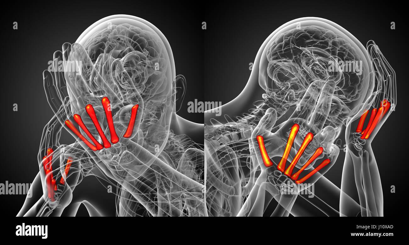 3D Rendering medizinische Illustration von den Mittelhandknochen Stockfoto