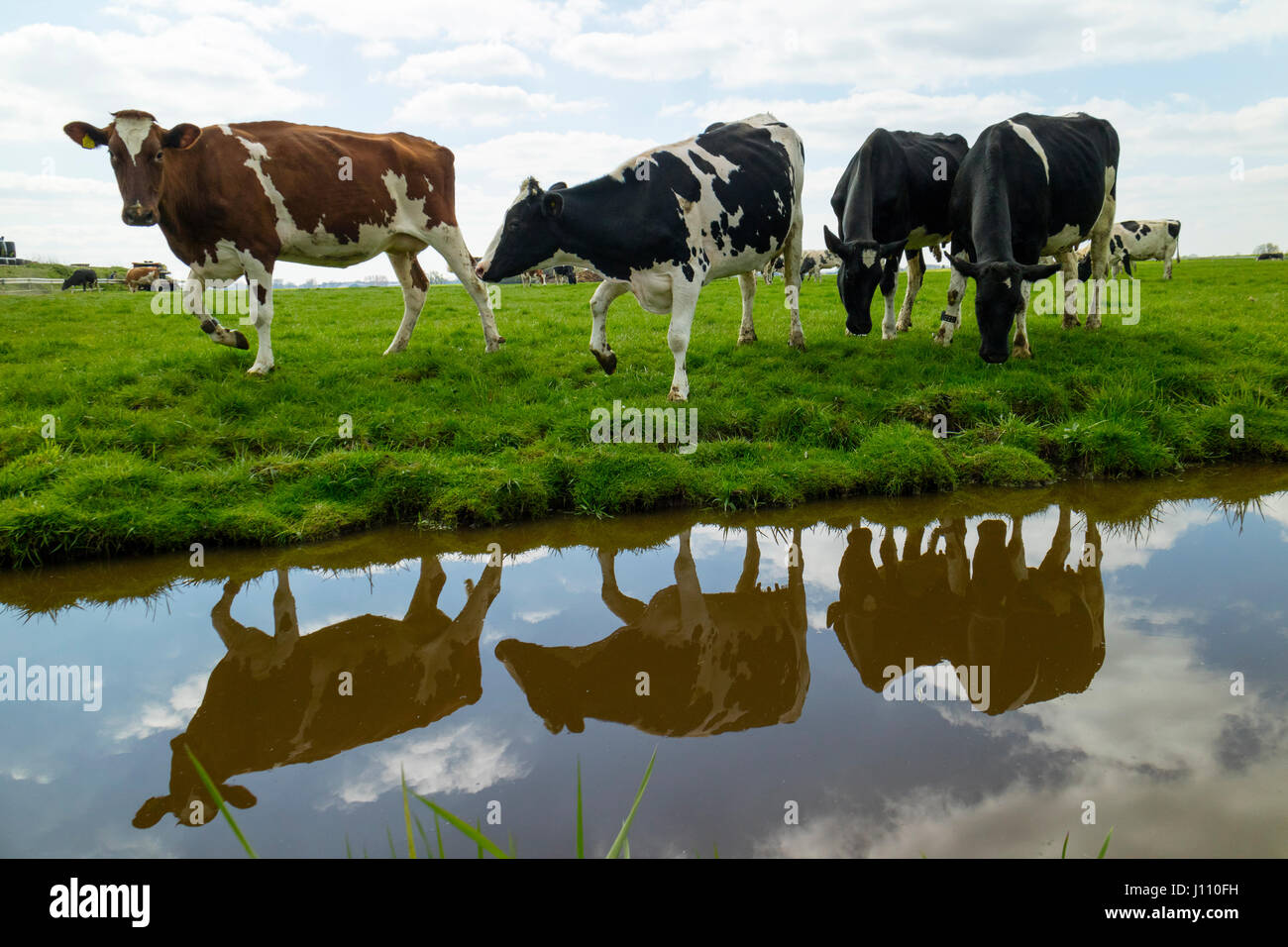 Glücklich zu Fuß Kühe auf der Wiese in den Niederlanden Stockfoto