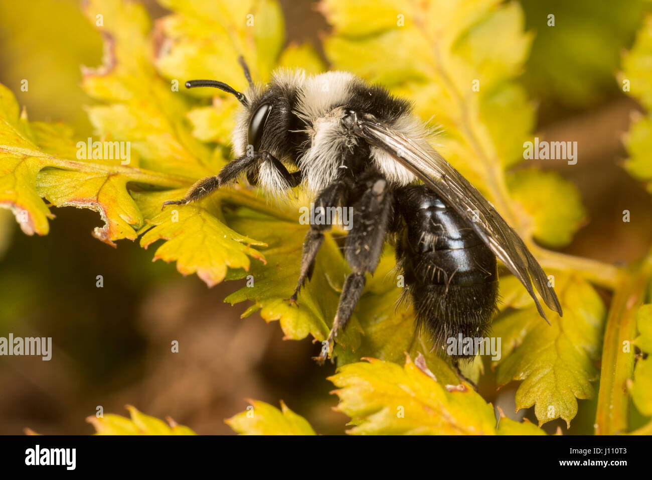Ashy Mining Bee, Andrena Aschenpflanze, Catbrook, Monmouthshire, April Stockfoto