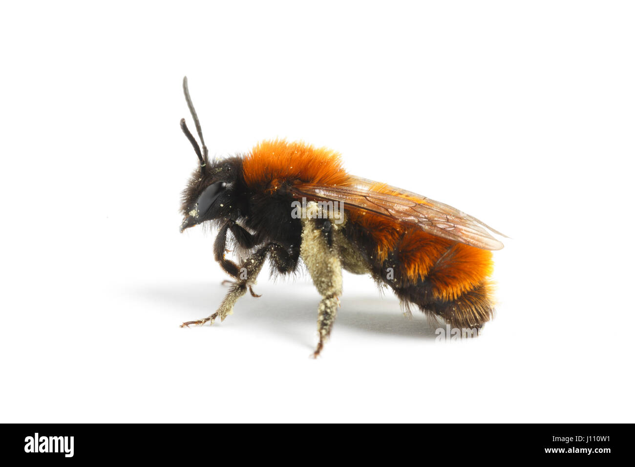 Tawny Mining Bee, Andrena Fulva, Monmouthshire Stockfoto