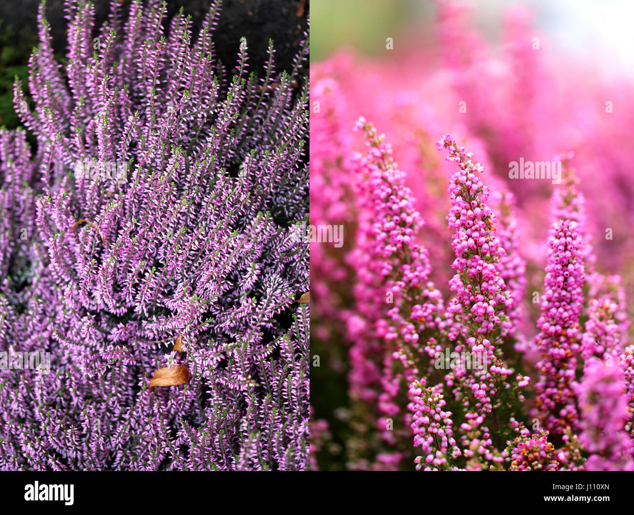 Schöne Pflanze Heather Foto Nahaufnahme eines Satzes von zwei Fotos Stockfoto