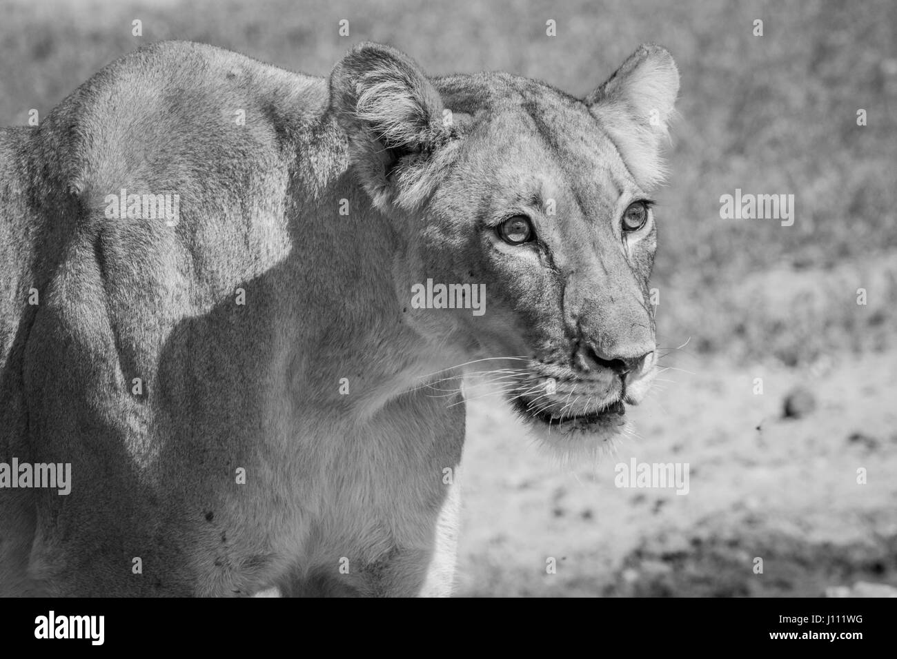 Seitenansicht von einer Löwin in schwarz und weiß in Kgalagadi Transfrontier Park, Südafrika. Stockfoto