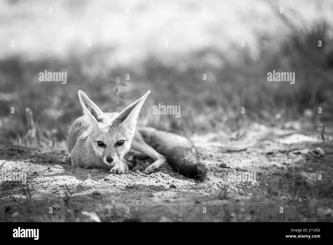 Cape Fox Verlegung in den Sand in schwarz und weiß in Kgalagadi Transfrontier Park, Südafrika. Stockfoto