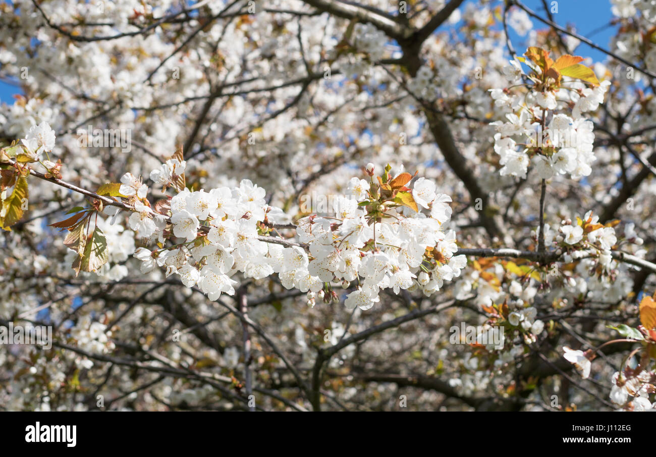 Spring Blossom in Cornthwaite Park, Whitburn, South Tyneside, England, UK Stockfoto