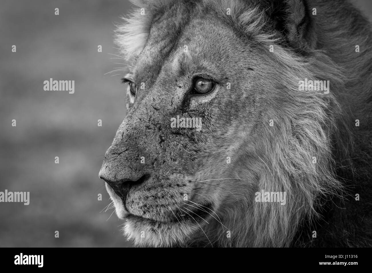 Seitenansicht eines männlichen Löwen in schwarz und weiß in Kgalagadi Transfrontier Park, Südafrika. Stockfoto
