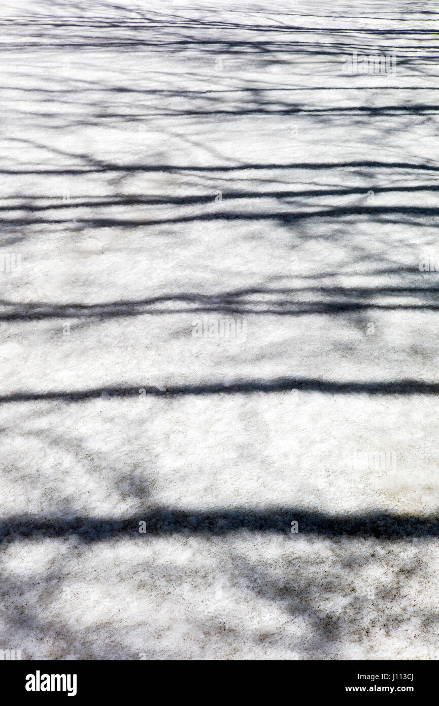 Espe Bäume schaffen abstrakte Schatten Muster auf Neuschnee Stockfoto