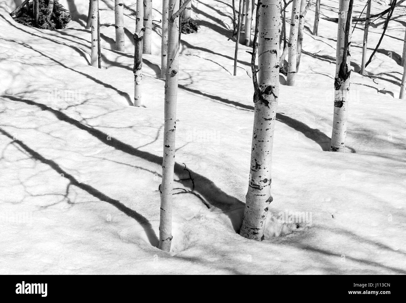 Schwarzen & weißen Blick auf Aspen Bäume im Winterschnee in der Nähe von Monarch Pass, Chaffee County, Colorado, USA Stockfoto