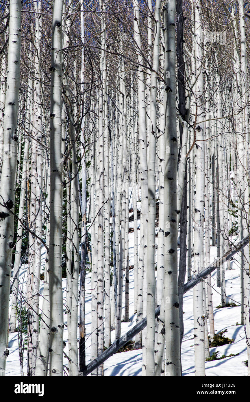 Espe Bäume im Winterschnee in der Nähe von Monarch Pass, Chaffee County, Colorado, USA Stockfoto