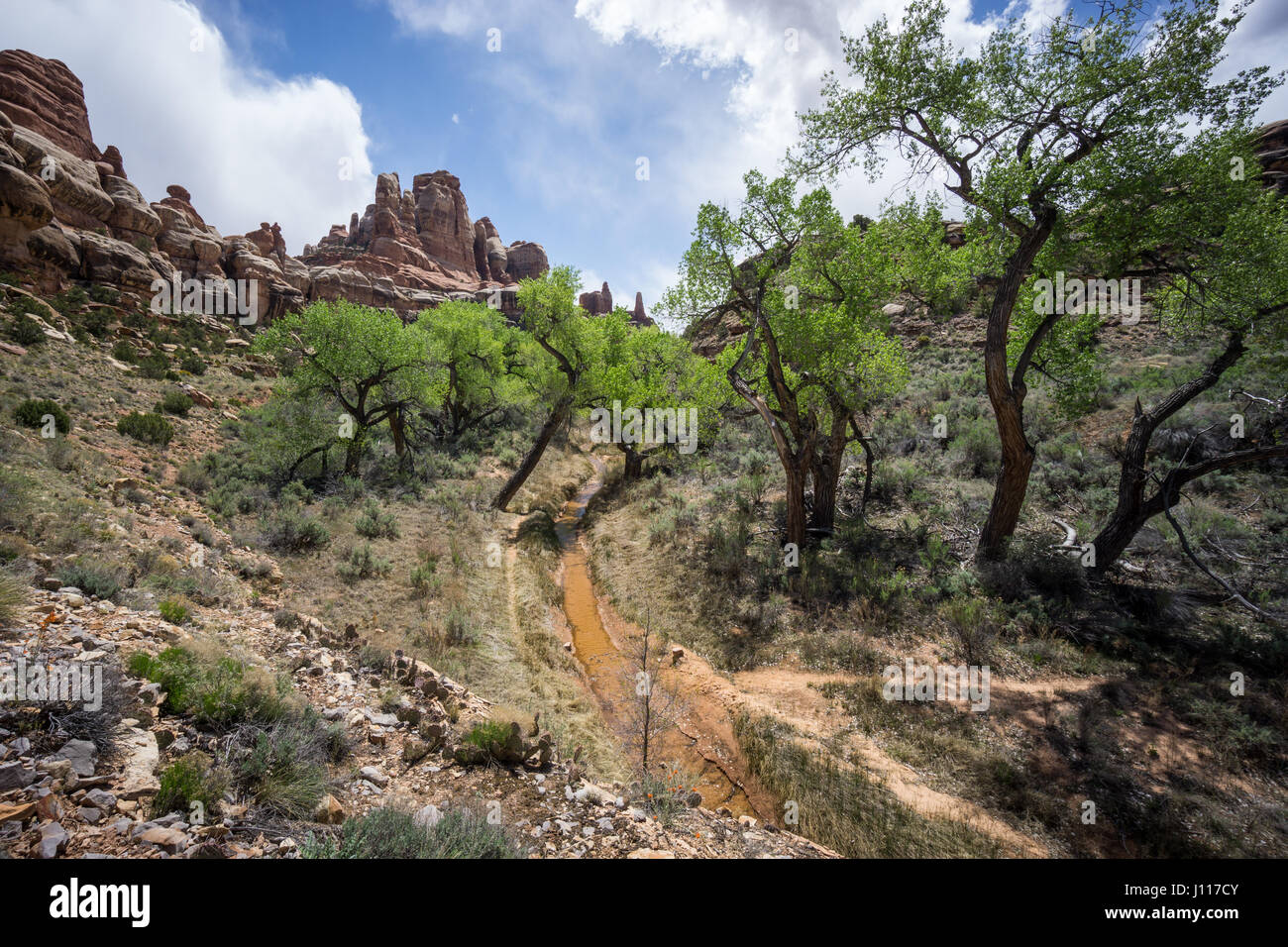 Salt Creek, Canyonlands National Park, Utah. Stockfoto