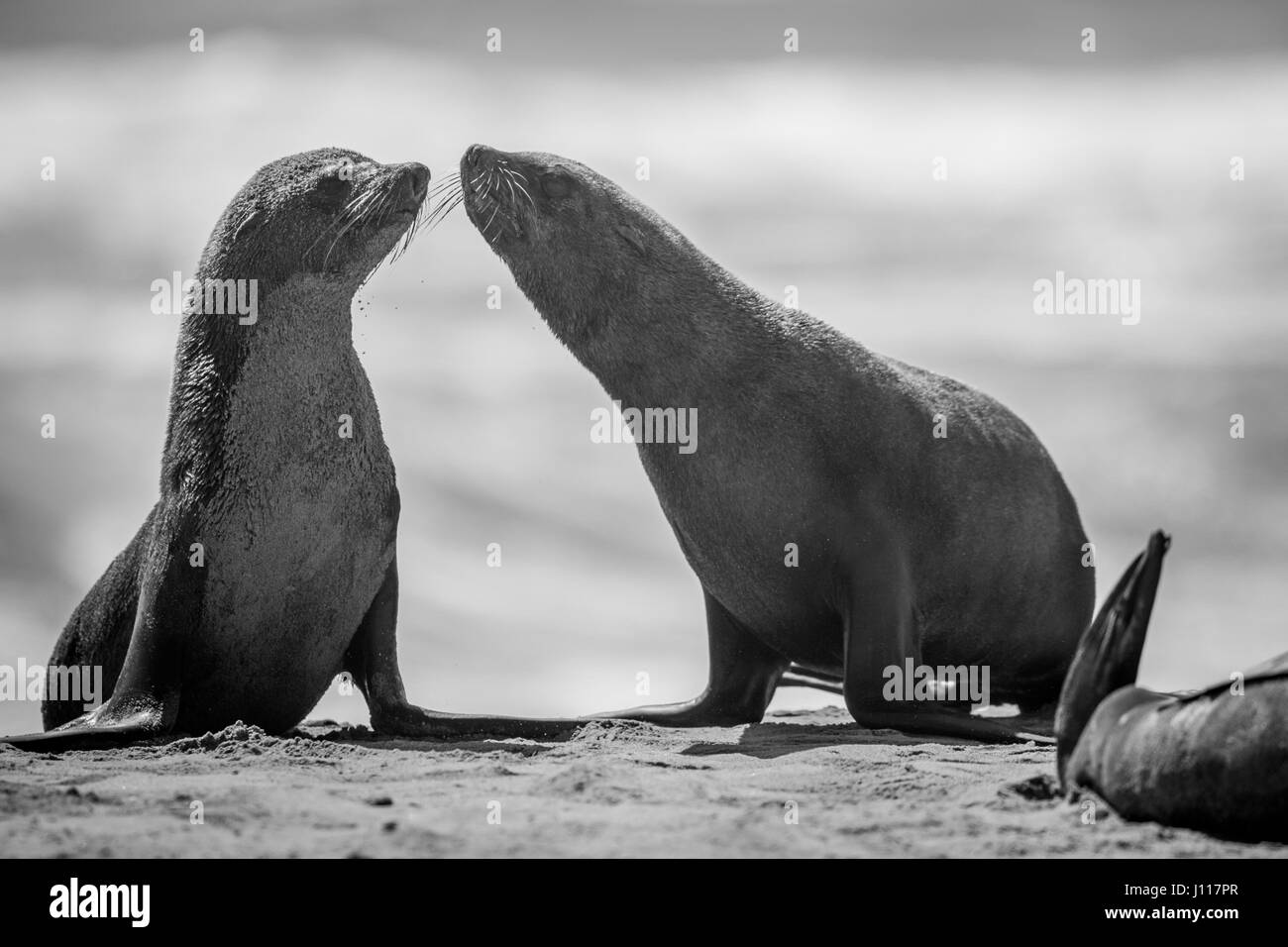 Zwei Verklebung Robben am Strand in schwarz und weiß in Namibia. Stockfoto