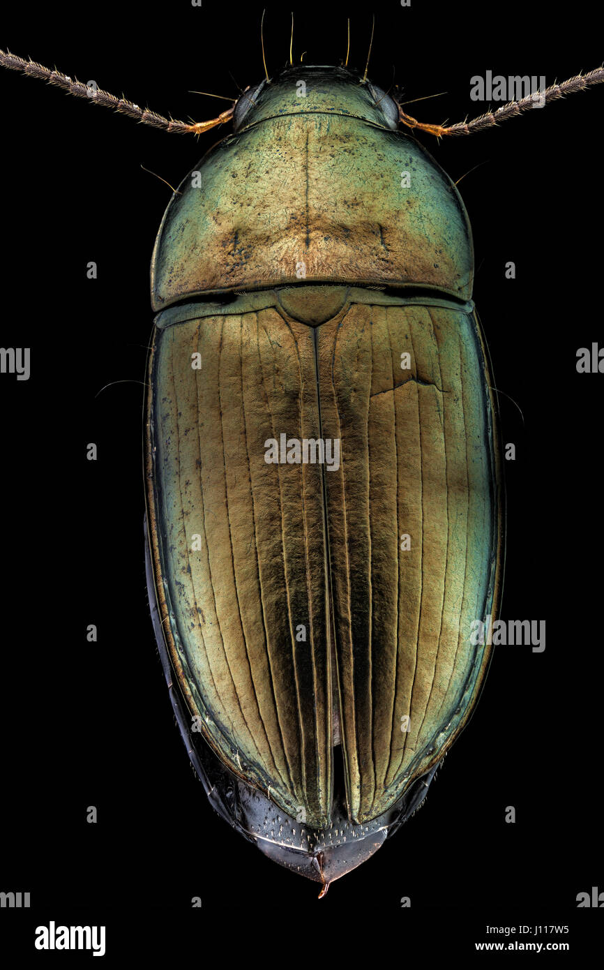 Dorsale Ansicht eines Woodboring-Käfers Stockfoto
