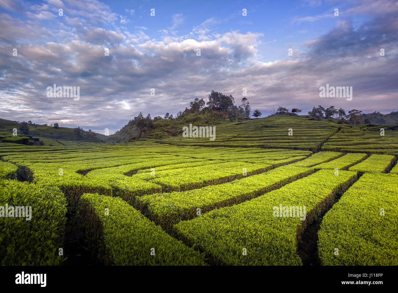 Tee-Plantage, Ciwidey, West-Java, Indonesien Stockfoto