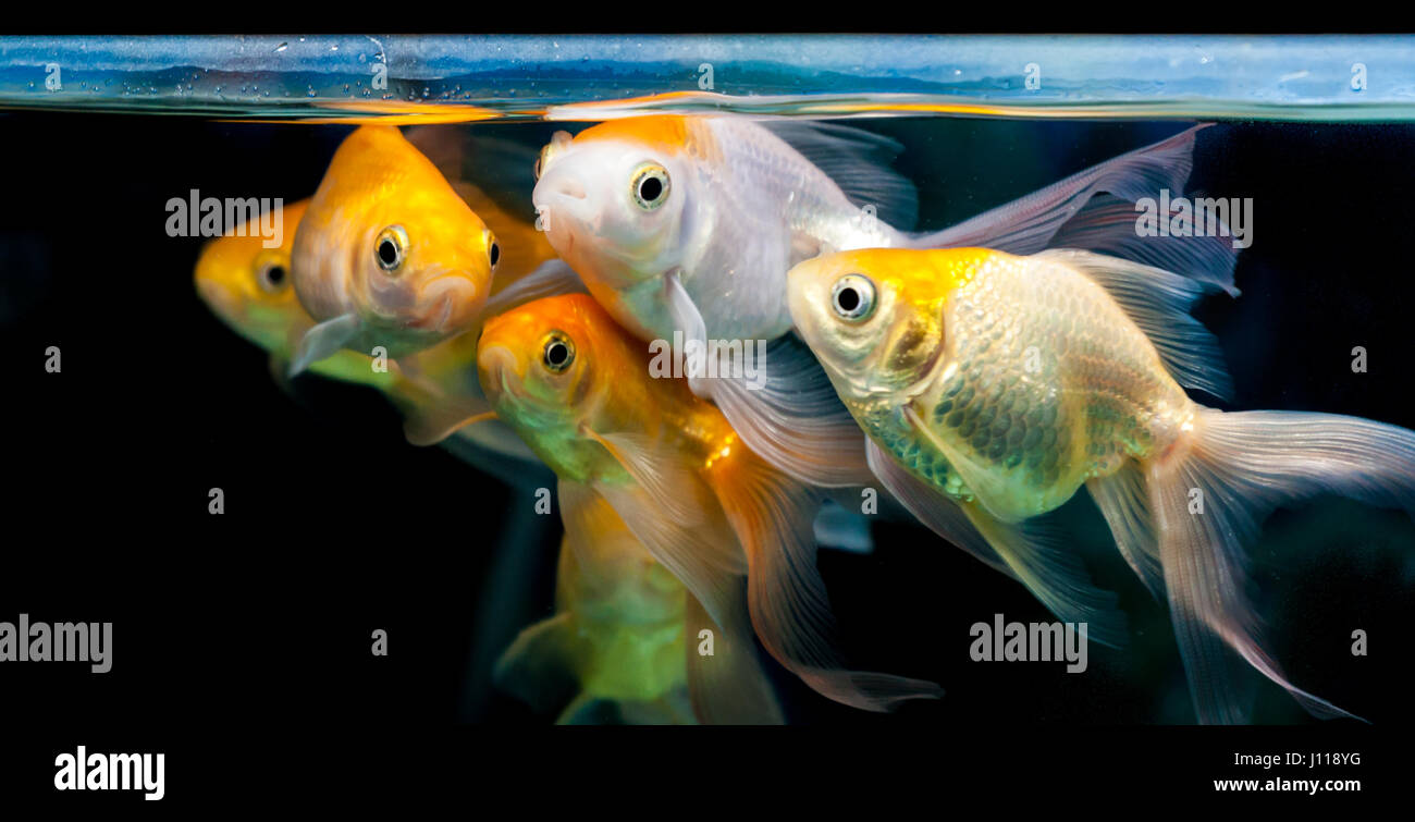 Weiß und Orange gold Fische im Aquarium tank Stockfoto