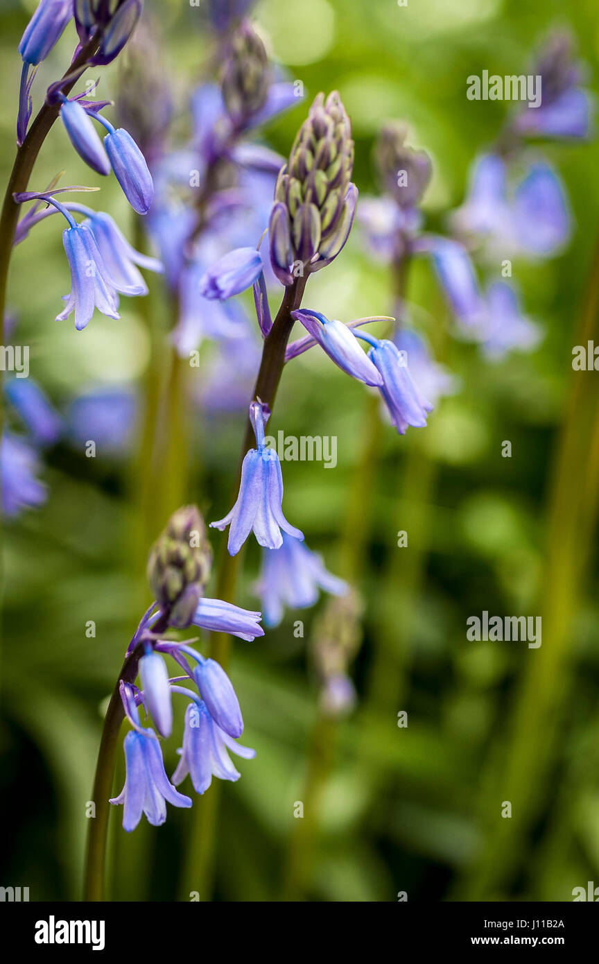 Blumen Spanish Bluebells Hyacinthoides Hispanica Wildblumen Stockfoto