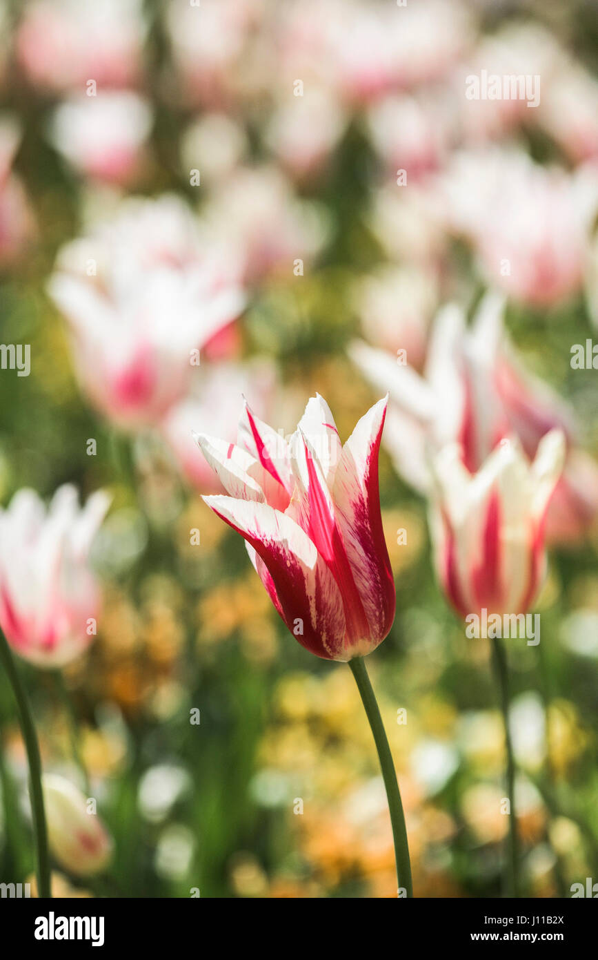 Blumen Tulpen Tulipa Bettwäsche mehrjährige Pflanze Pflanze blühen Blütenblätter lebendige rot bunt bunte Garten Gartenarbeit Gartenbau Stockfoto
