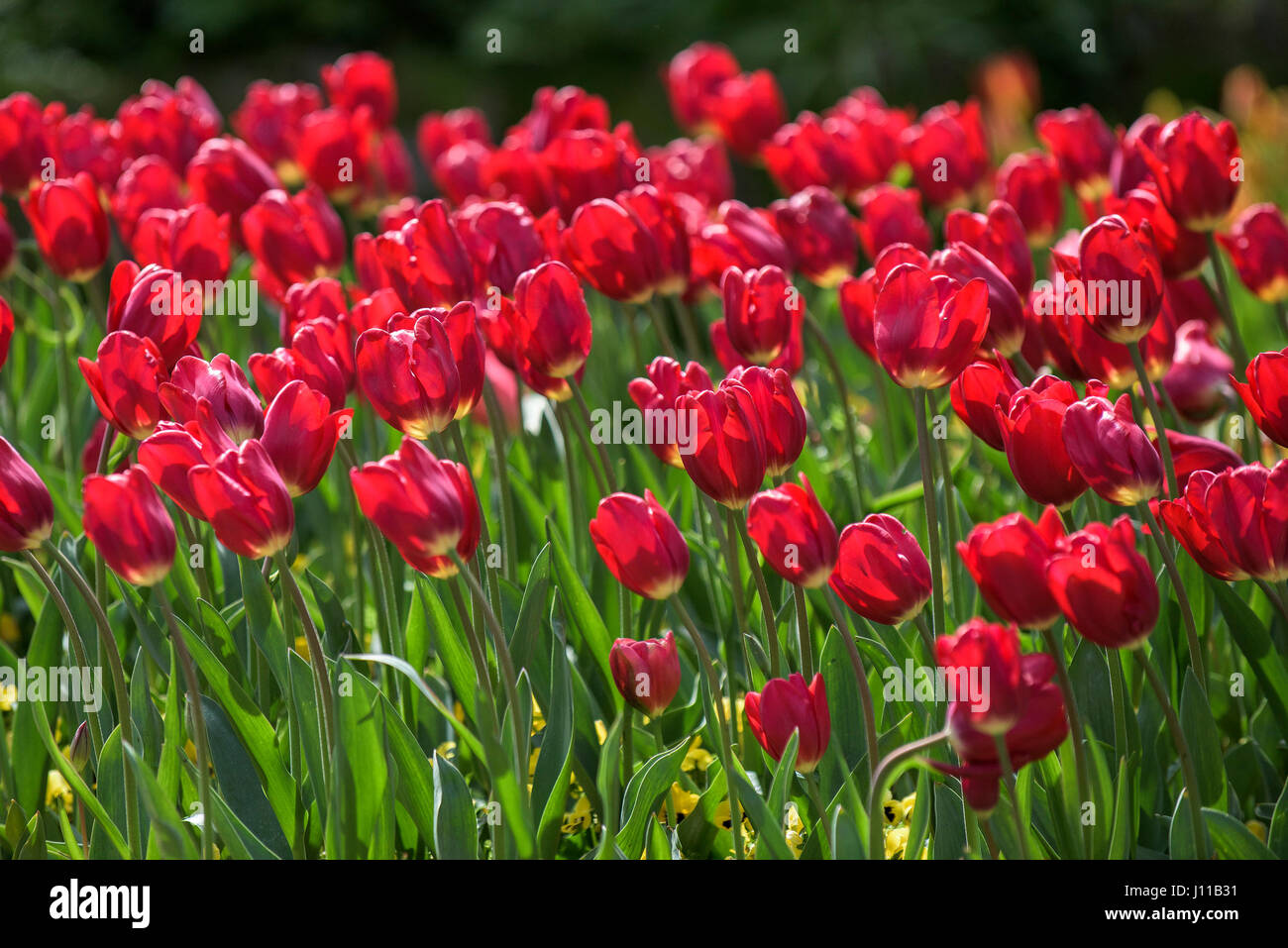Blüten; Tulpen; Tulipa; Staude; Beetpflanze; Pflanze; Blüte; Blütenblätter; Lebendige; Rot; Bunte; Bunte; Garten; Gartenarbeit; Gartenbau Stockfoto