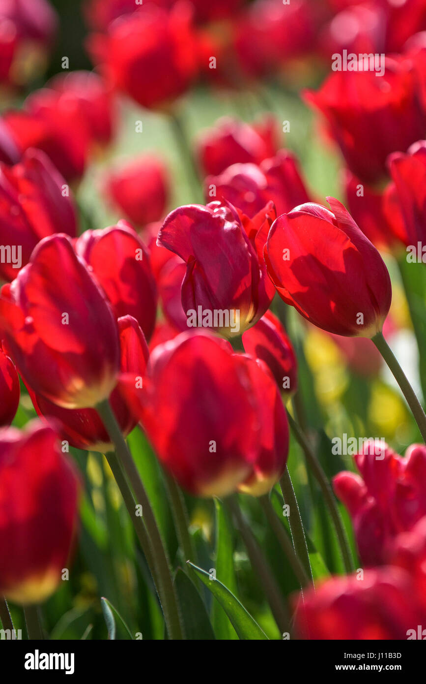 Blumen Tulpen Tulipa Bettwäsche mehrjährige Pflanze Pflanze blühen Blütenblätter lebendige rot bunt bunte Garten Gartenarbeit Gartenbau Stockfoto