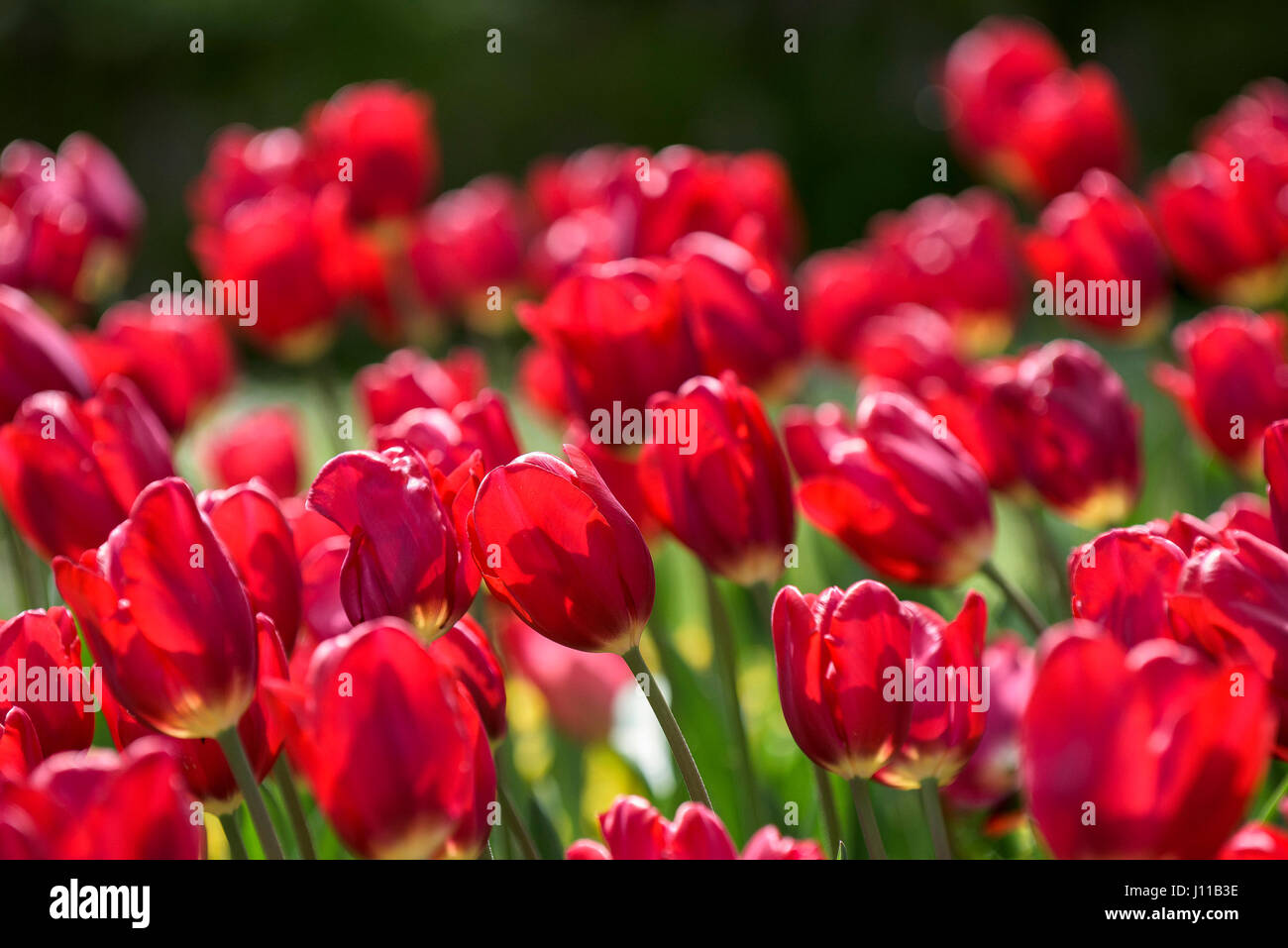 Blumen Tulpen Tulipa Bettwäsche mehrjährige Pflanze Pflanze blühen Blütenblätter lebendige rot bunt bunte Garten Gartenarbeit Gartenbau Stockfoto