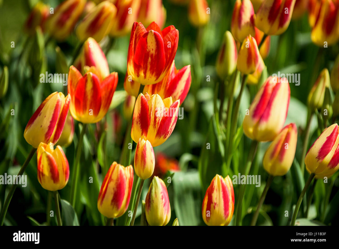 Blumen Tulpen Tulipa Bettwäsche mehrjährige Pflanze Pflanze blühen Blütenblätter bunt bunte Garten Gartenarbeit Gartenbau Stockfoto