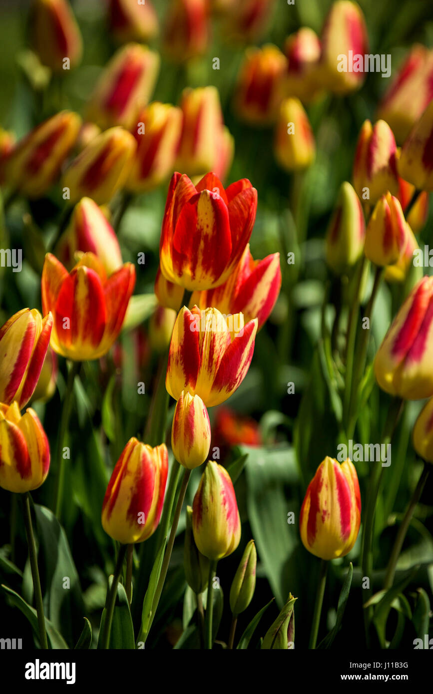 Blumen Tulpen Tulipa Bettwäsche mehrjährige Pflanze Pflanze blühen Blütenblätter bunt bunte Garten Gartenarbeit Gartenbau Stockfoto