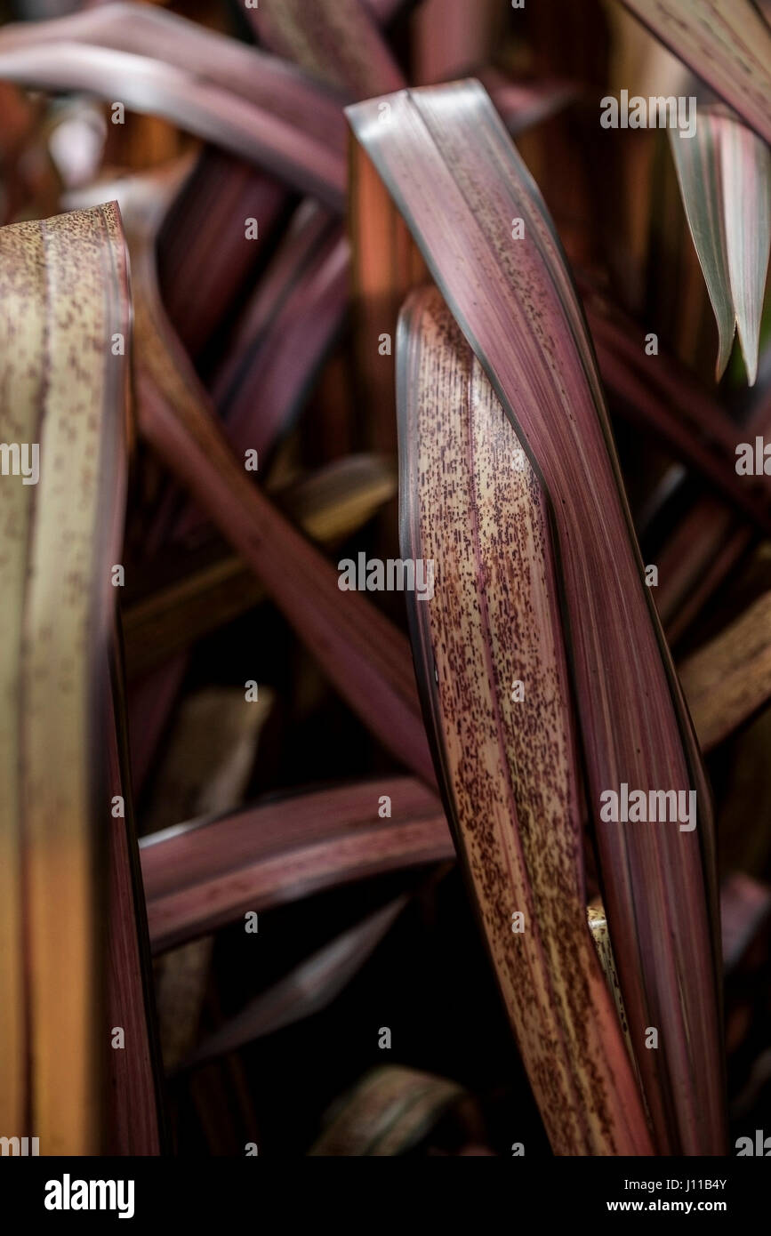 Pflanze Phormium Pink Panther verlässt Laub Gartenbau Gartenbau Stockfoto