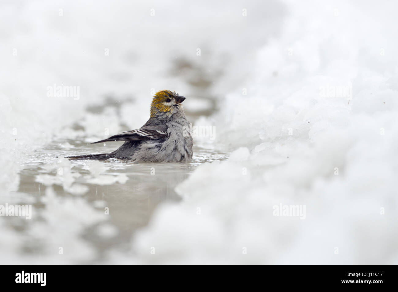 Kiefer Grosbeak / Hakengimpel (Pinicola Enucleator), weibliche Erwachsene im Winter, Baden, Reinigung sein Gefieder in eine eisige Pfütze, Montana, USA. Stockfoto