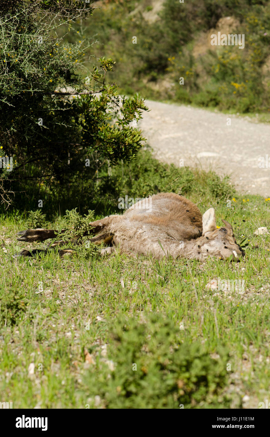 Eine junge iberische Steinbock, spanischer Steinbock, spanische wilde Ziege oder iberischen Wildziege (Capra Pyrenaica) tot am Straßenrand liegen. Andalusien, Spanien Stockfoto