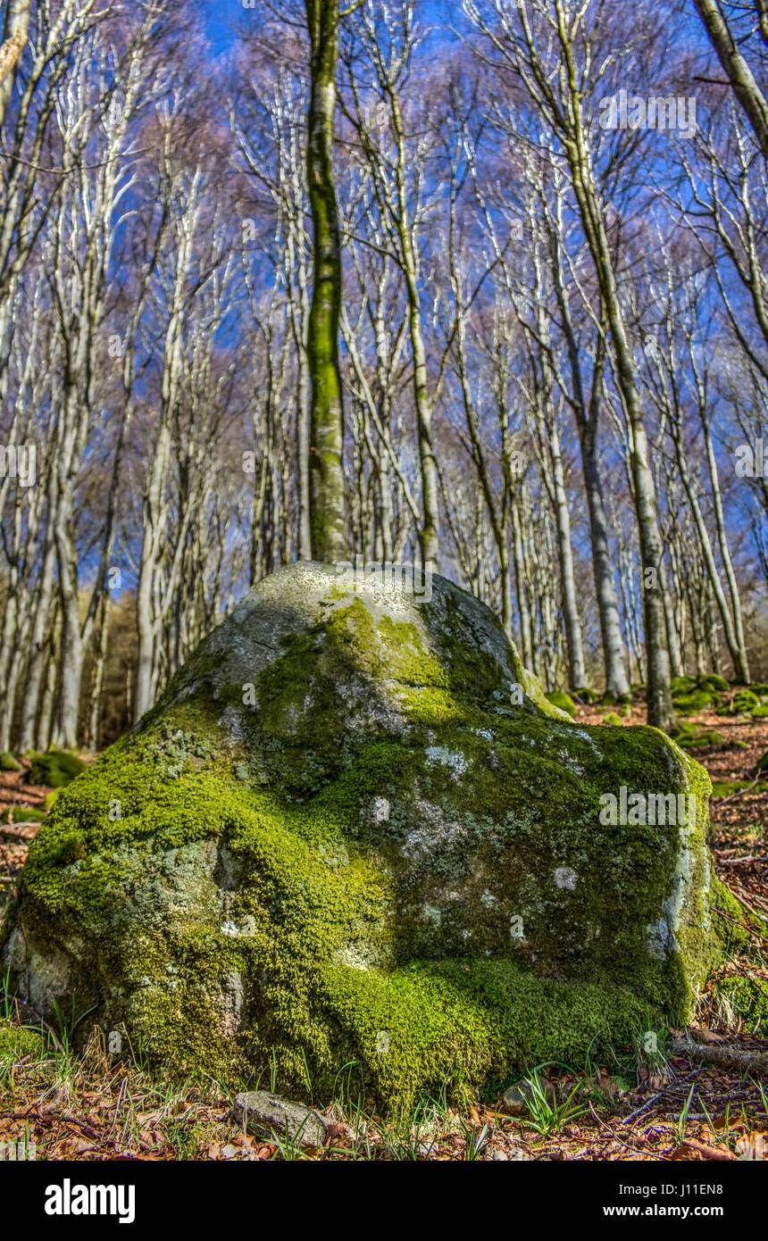 Großen bemoosten Felsen in Buche Wald. Aufgenommen in der Nähe von Southwick (Caulkerbush), Dumfries and Galloway, Schottland, Großbritannien. Stockfoto