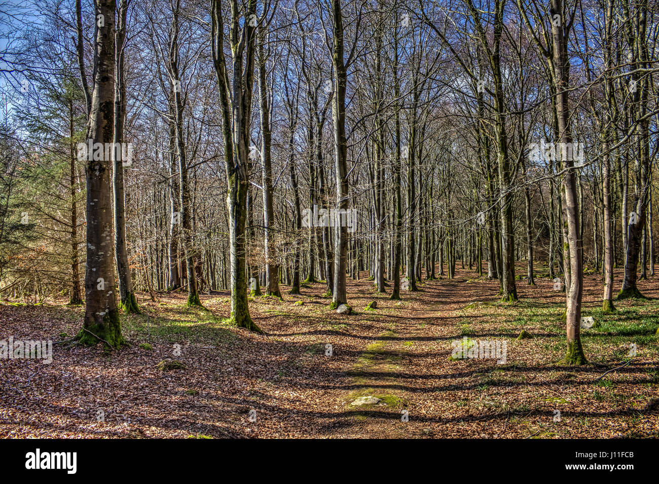 Verfolgen Sie durch Buche Wald in Wildkatze Wäldern. Aufgenommen in der Nähe von Southwick (Caulkerbush), Dumfries and Galloway, Schottland, Großbritannien. Stockfoto