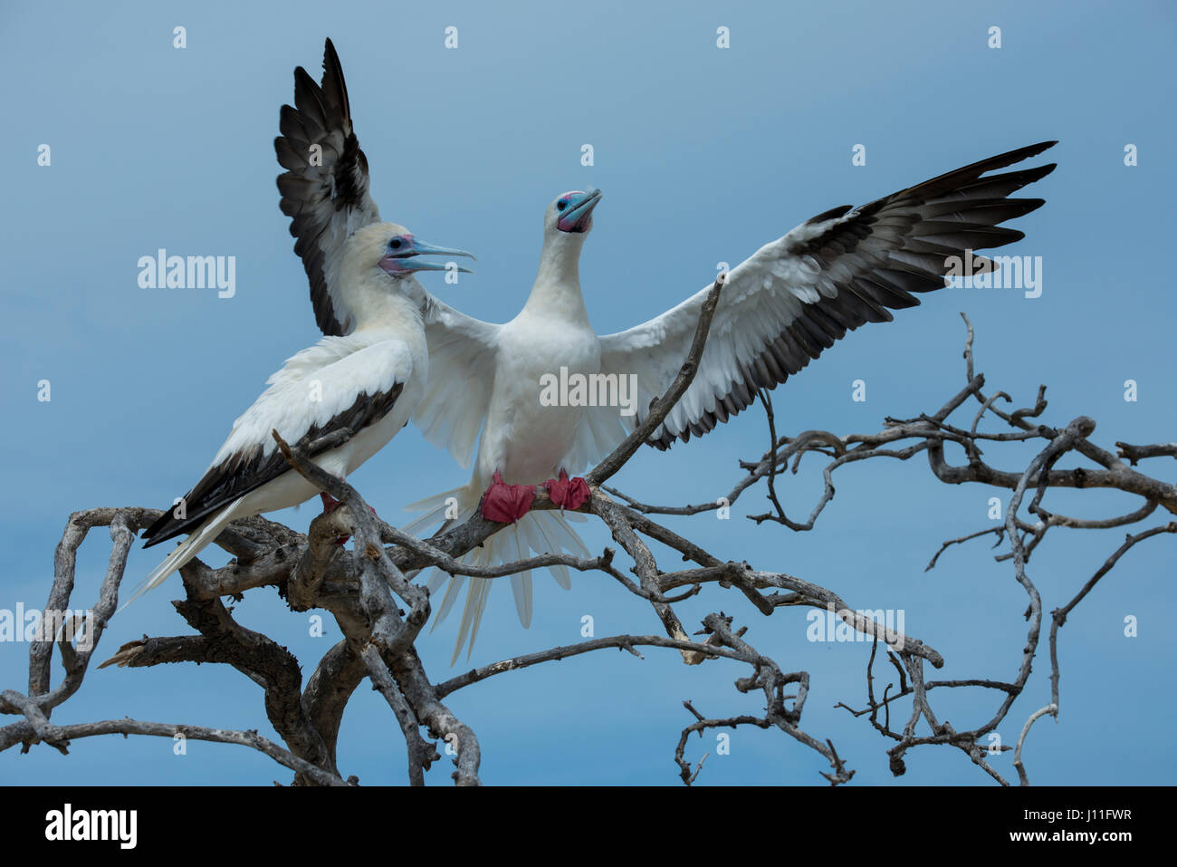 Seychellen, Indischer Ozean, Aldabra, Cosmoledo-Atoll. Wichtig Vogel Verschachtelung Kolonie. Paar von Rotfußtölpel (Wild: Sula Sula) Stockfoto