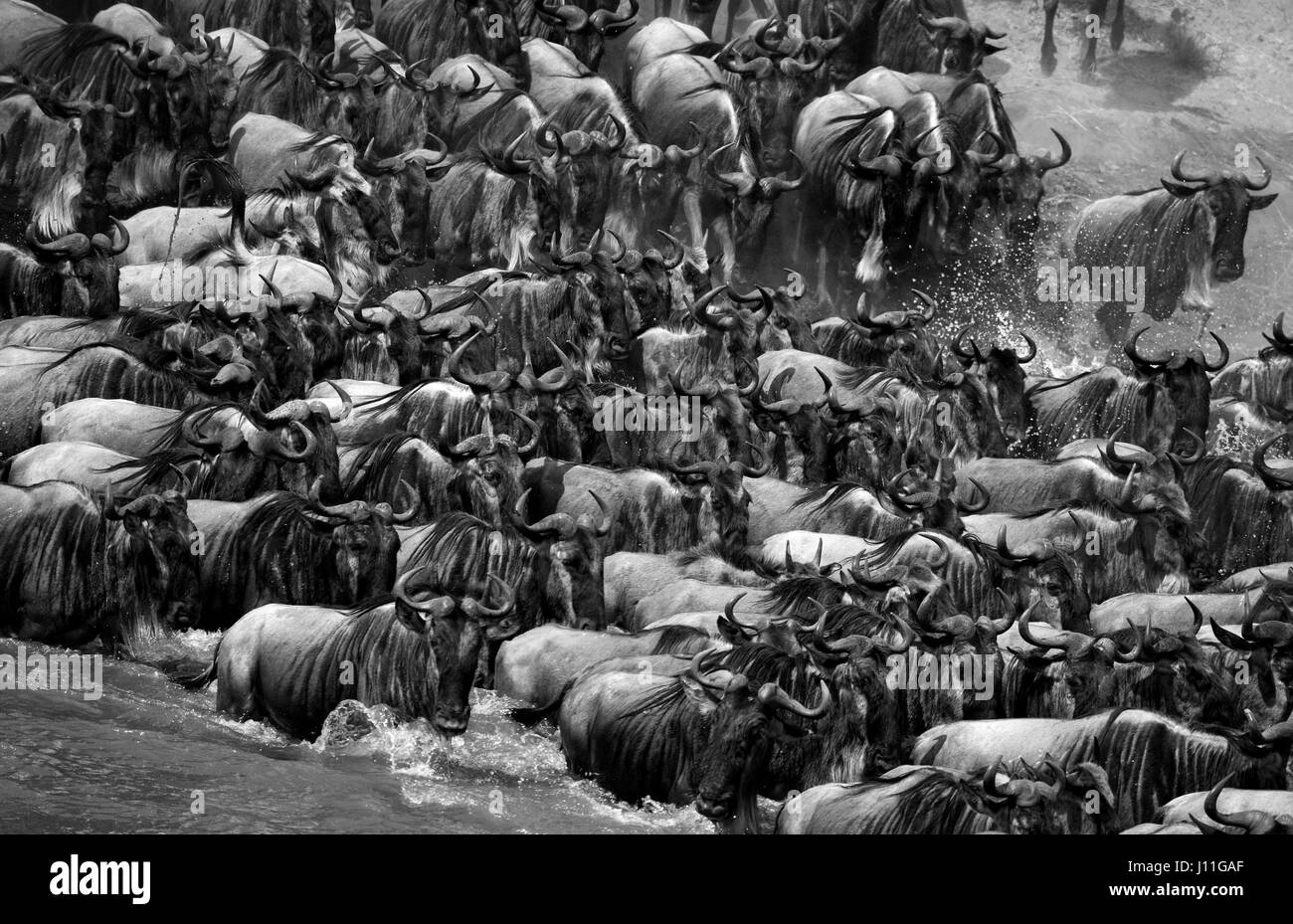 Gnus überqueren den Fluss Mara. Hervorragende Migration. Kenia. Tansania. Masai Mara Nationalpark. Stockfoto