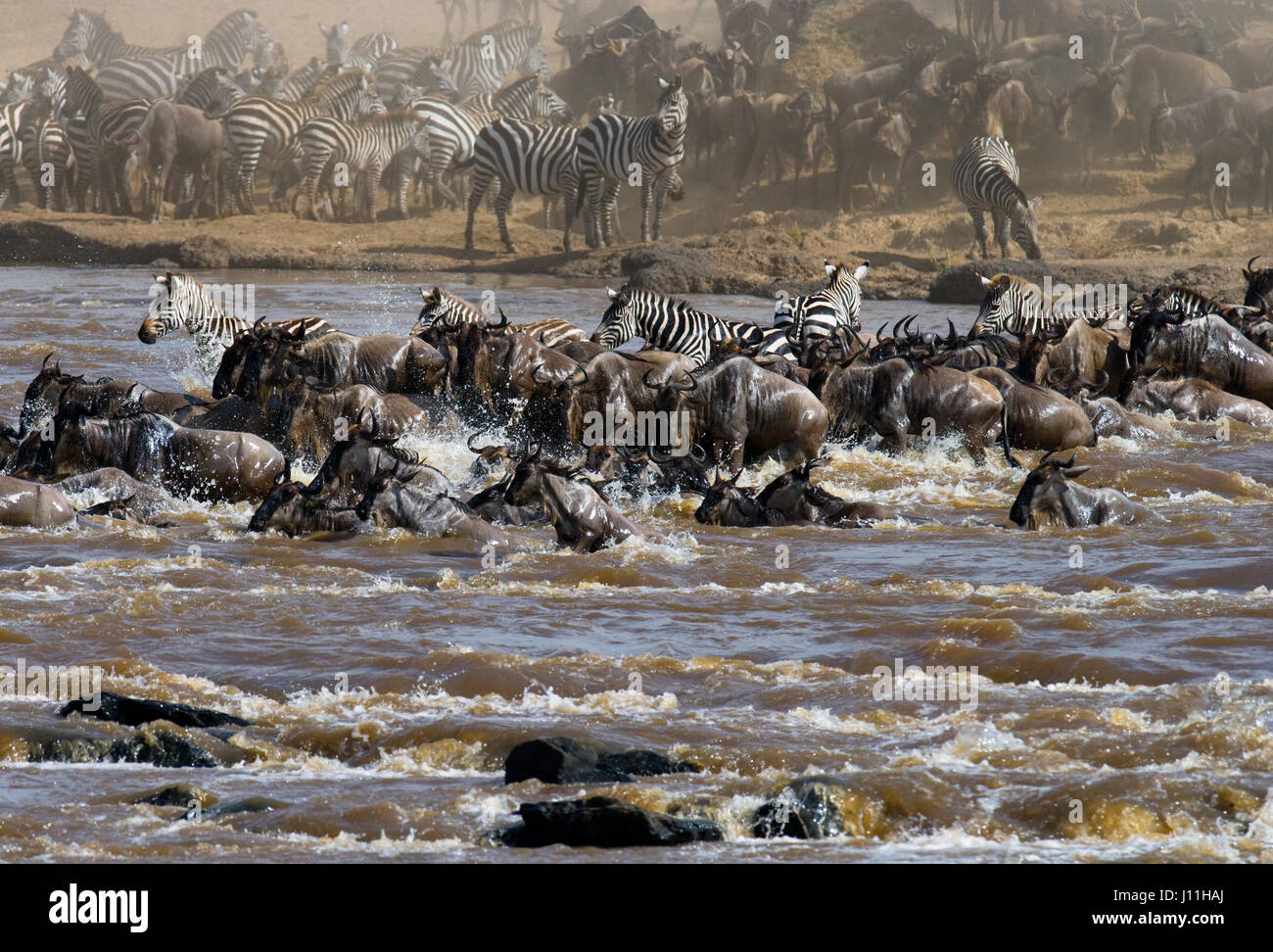 Gnus überqueren den Fluss Mara. Hervorragende Migration. Kenia. Tansania. Masai Mara Nationalpark. Stockfoto