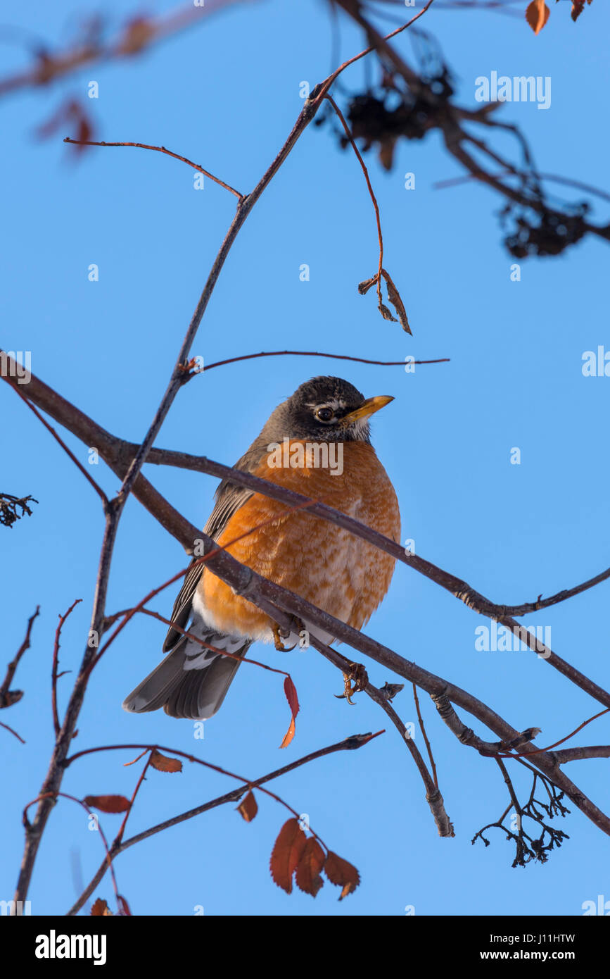 amerikanischer robin Stockfoto