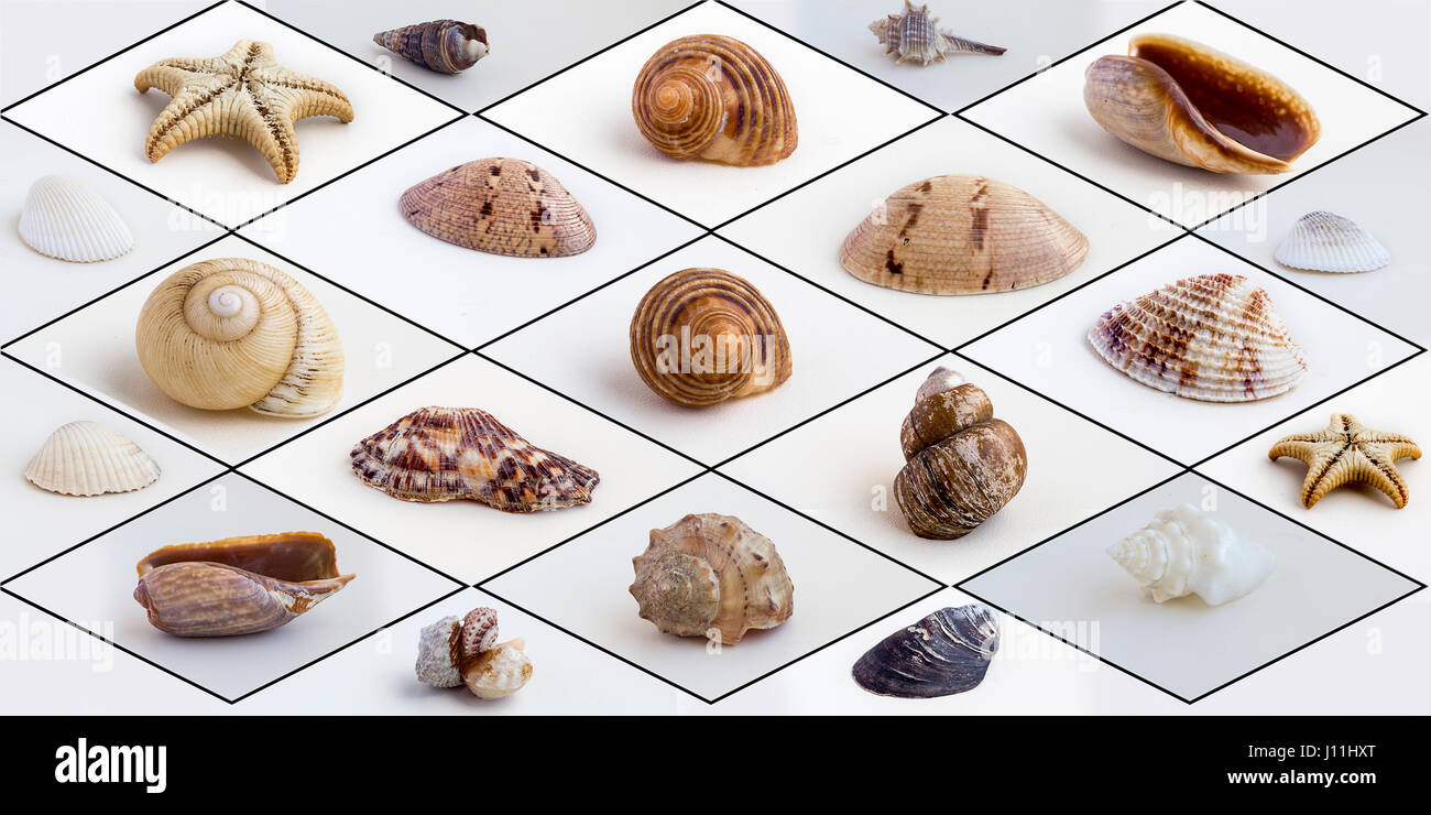 Satz von kleinen Muscheln Stockfoto