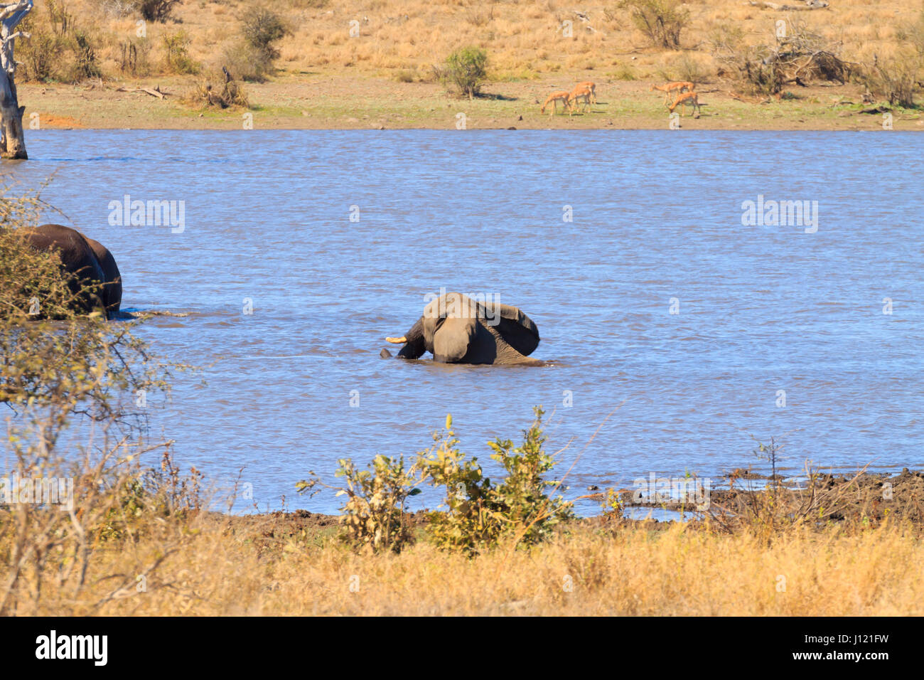 Elefant von Krüger Nationalpark, Südafrika. Afrikanische Tierwelt. Loxodonta africana Stockfoto